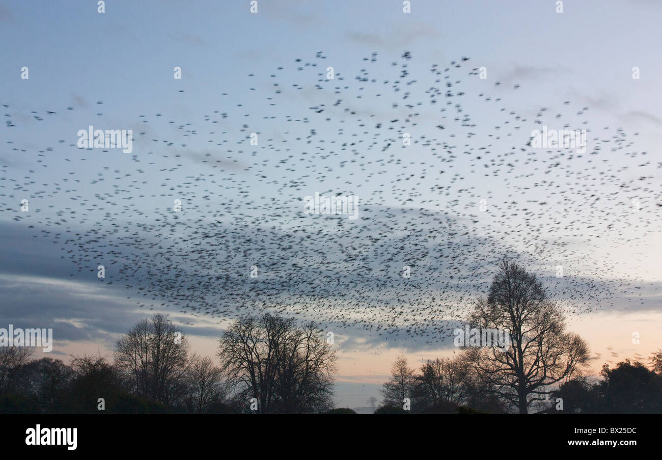 Starling Roost Stockfoto