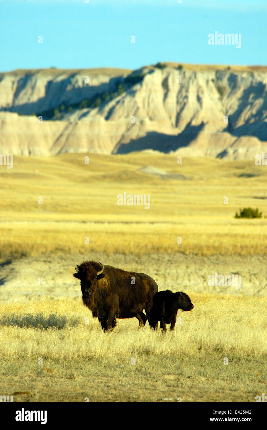 Amerikanischer Bison Bison Bison junge Tier dam Kuh Kalb Landschaft Landschaft Prairie Sage Creek Wilderness Badland Stockfoto