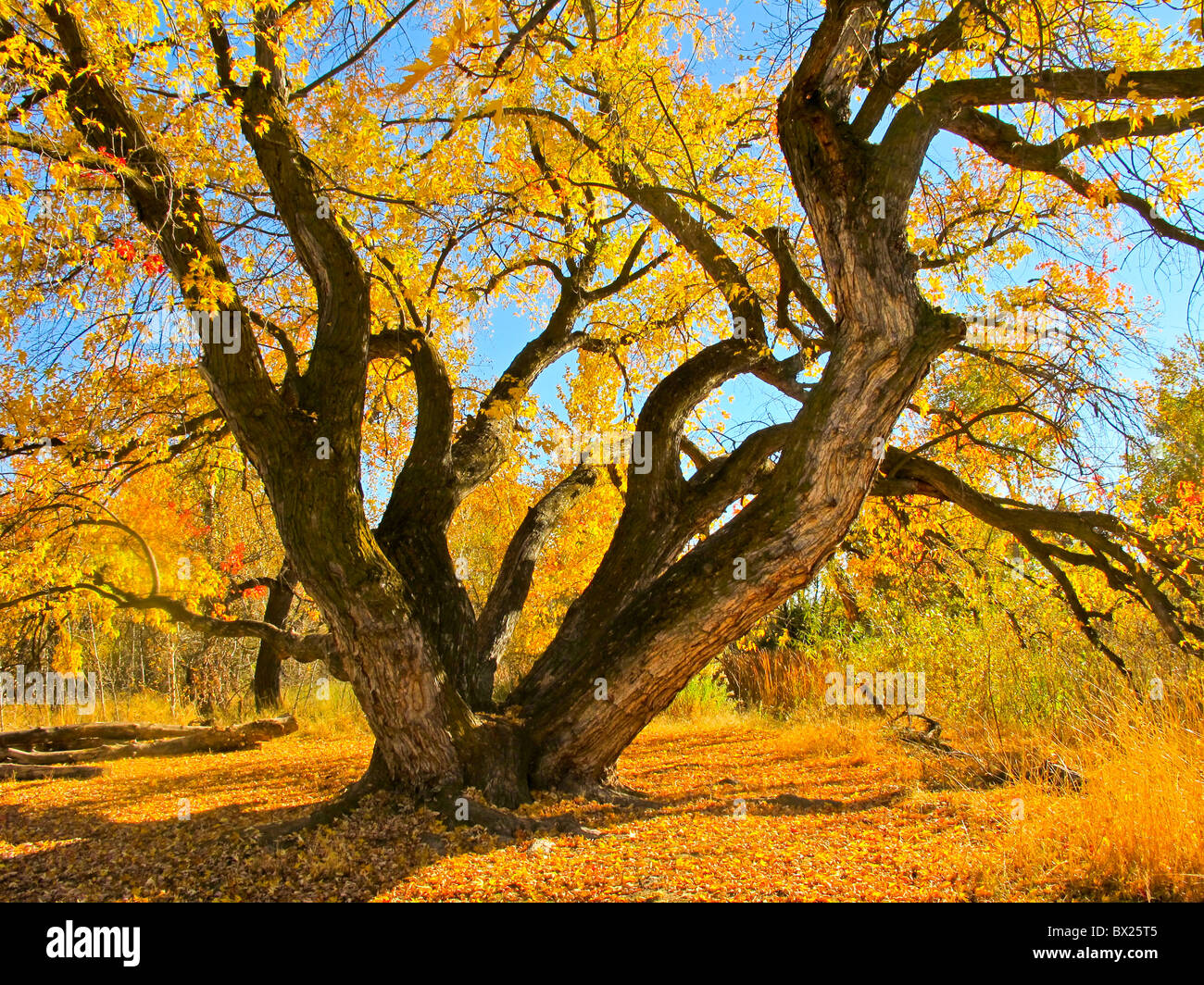 USA, Boise, schöne Ahornbaum auf dem Boise River Grüngürtel im Herbst. Stockfoto