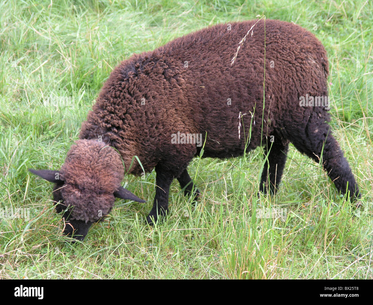 Tier Tiere nutzen Tier braun Farbe Farbe dunkel Essen Grass individuelle Wiese Schafe Stockfoto