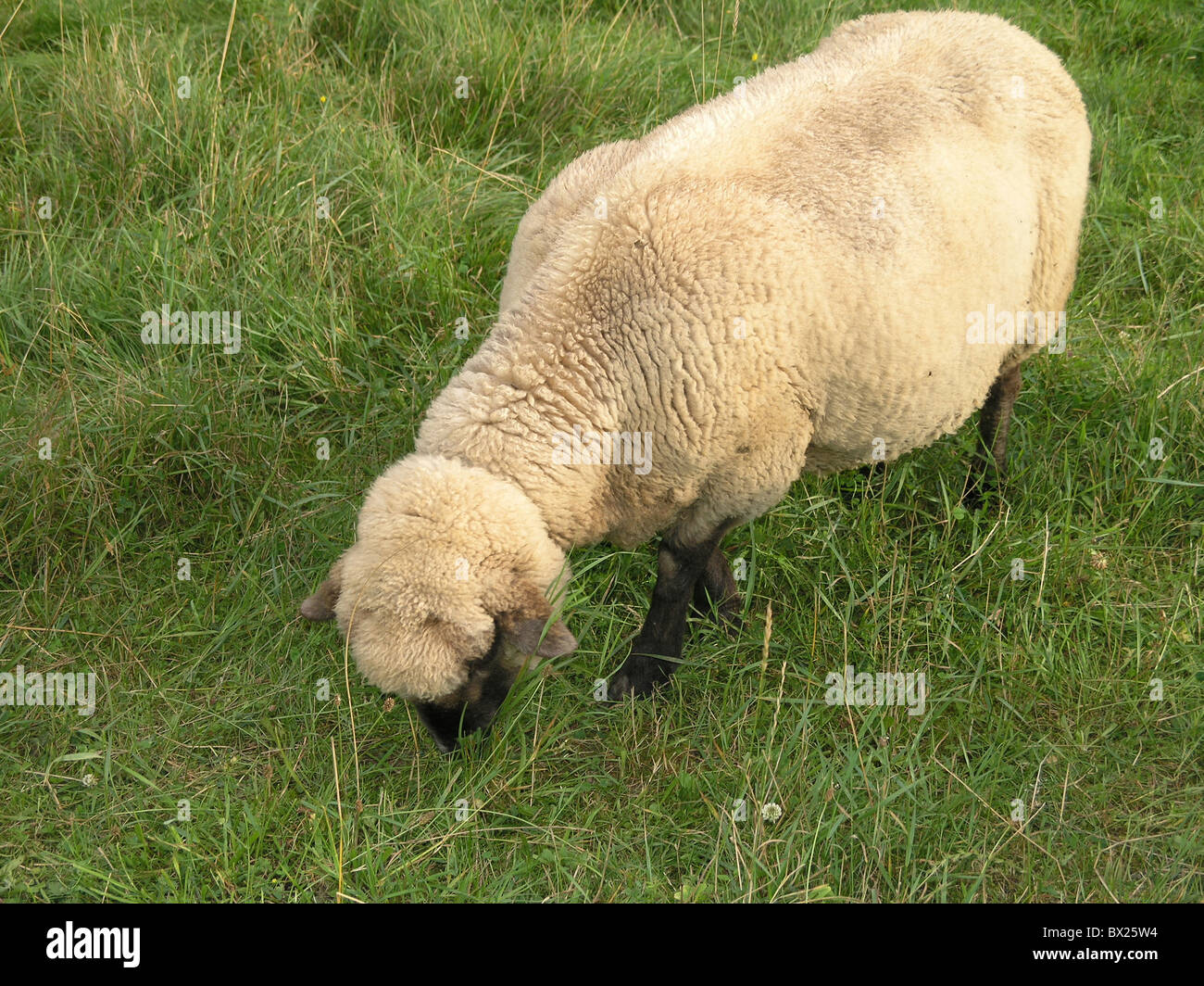 Tier Tiere nutzen Tier helle Farbe Farbe Essen Grass individuelle Wiese Schafe Stockfoto