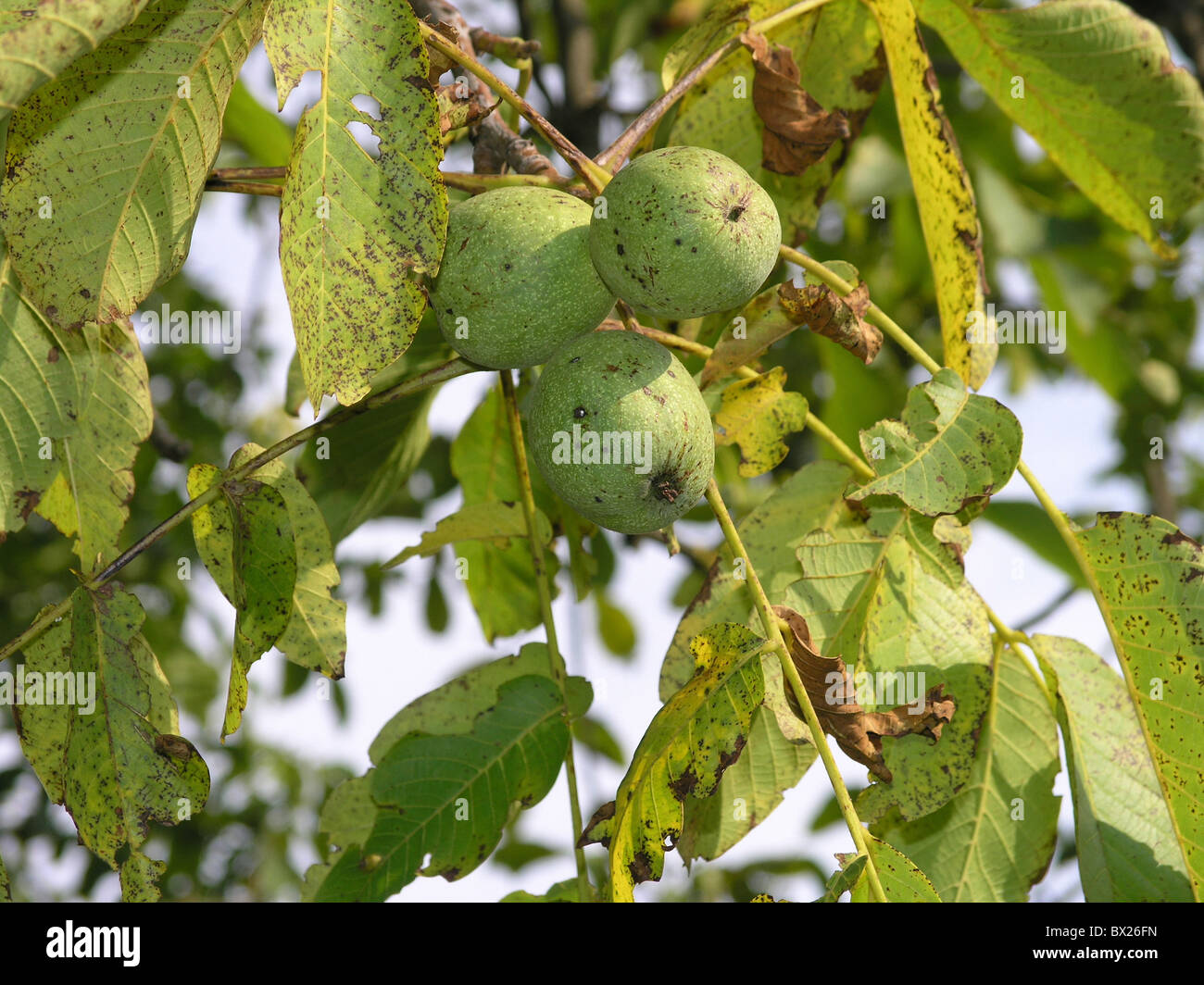 Botanik Farbe Farbe Frucht Juglans Regia Blatter Natur Pflanzen