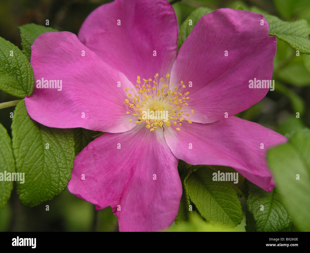 Blüte Botanik Farbe Farbe Detail Details Art Rosa Canina Pflanze lila Sanierungsmaßnahmen Pflanze Hagebutte Stockfoto