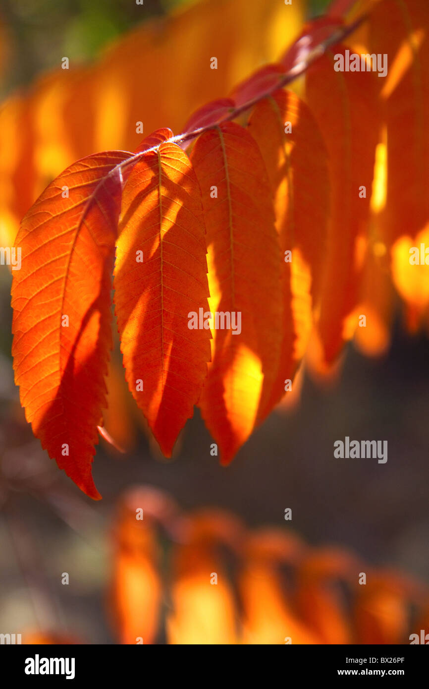 Bunte Sumach Blätter im Herbst. Stockfoto