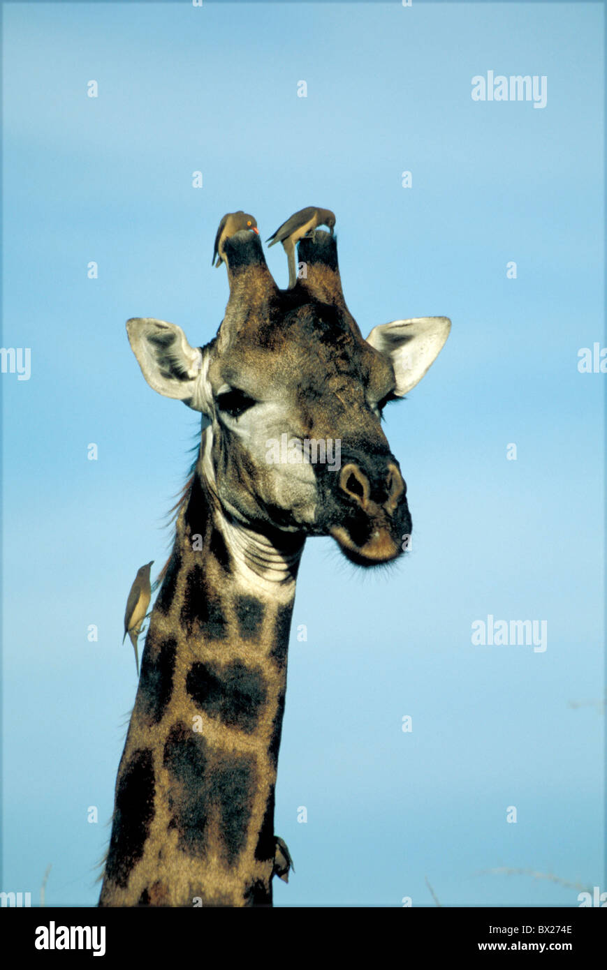 Afrikas Tier Tiere Vogel Vögel Giraffe Kopf Parasiten Porträt roten ...