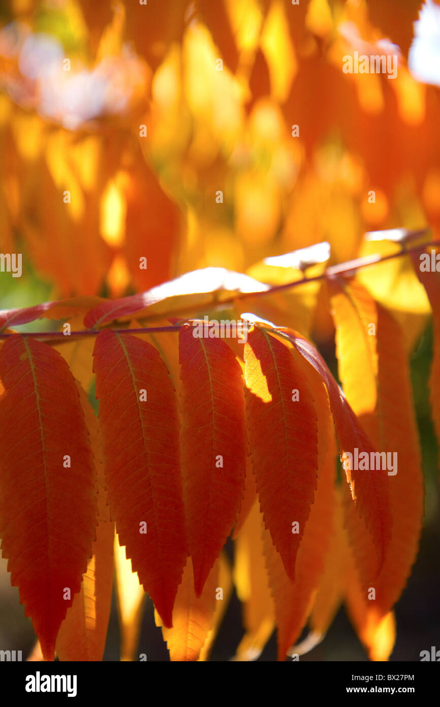 Bunte Sumach Blätter im Herbst. Stockfoto Bunte Sumach Blätter im Herbst. Stockfoto
