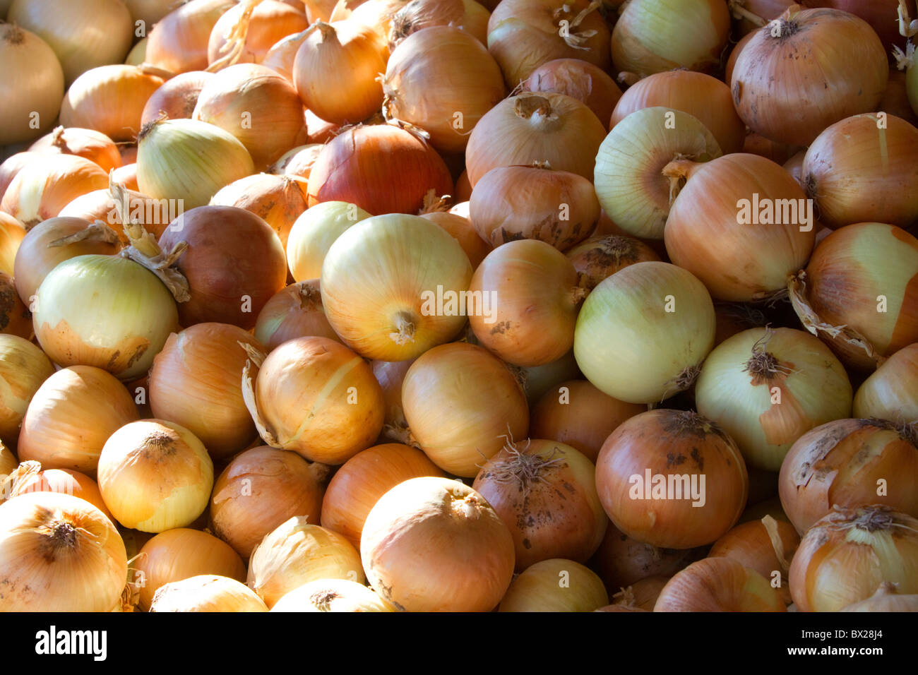 Gelbe Zwiebel Anzeige auf ein Outdoor-Bauernmarkt in Fruitland, Idaho, USA. Stockfoto