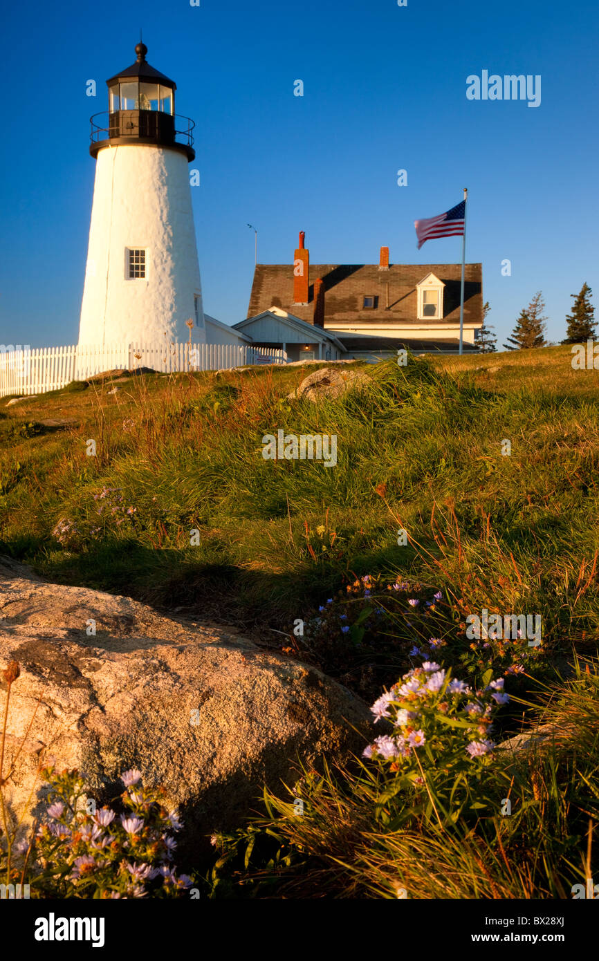 Blühende Herbst Astern unter Pemaquid Point Lighthouse im Morgengrauen, Pemaquid Point Maine USA Stockfoto