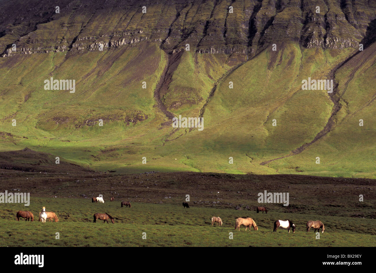 Island Europa Arktis Island Ponys-Ponys, die viele in der Nähe von Mossfellsbaer Tiere Landschaft Stockfoto