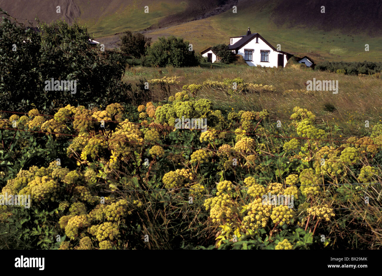 Blume Busch Privathaus in der Nähe von Hofsvik Island Europa Landschaft Zaun Stockfoto