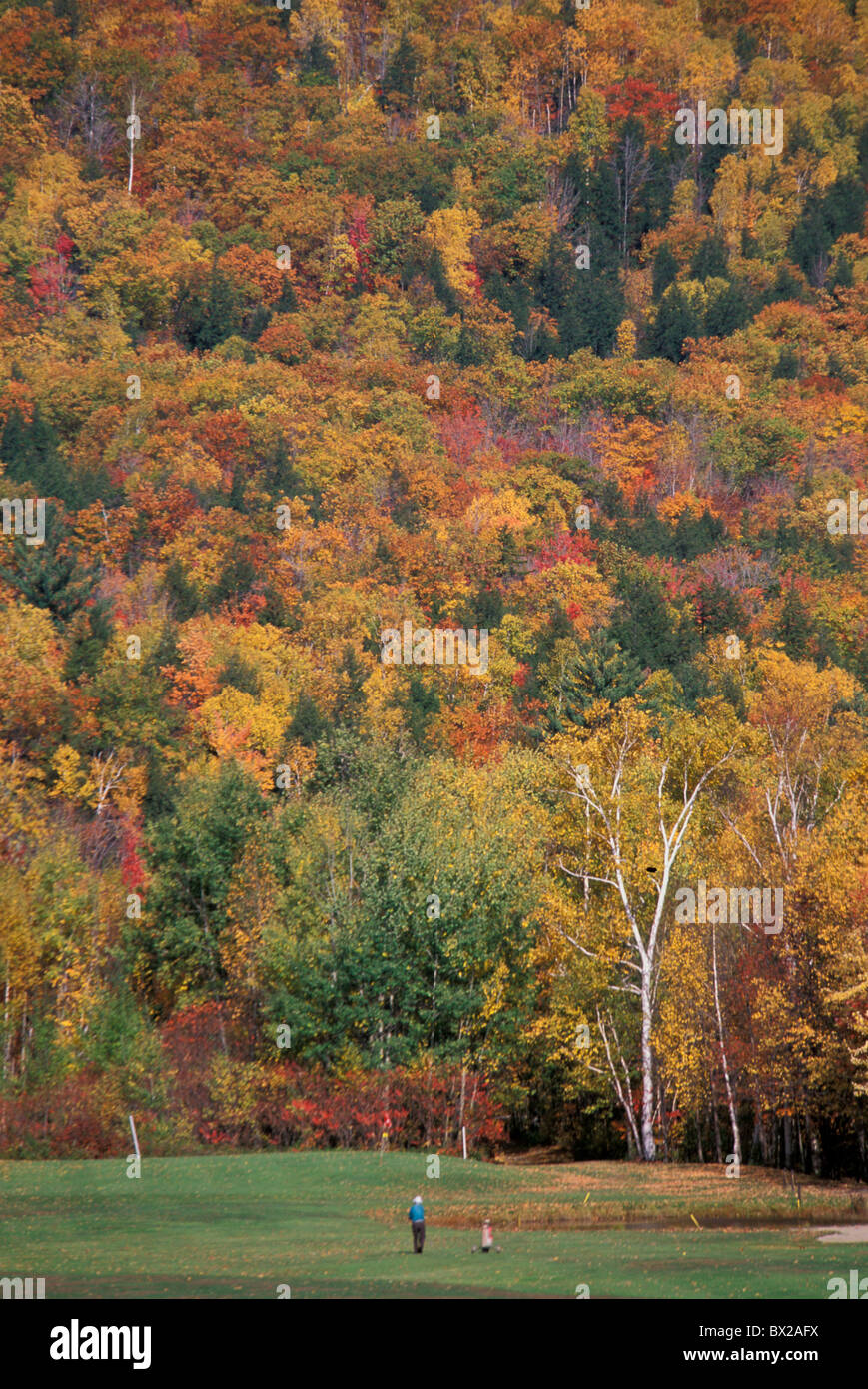 Golf Golfplatz Mann Herbst Holz Wald Country Club Golfplatz Gorham White Mountains, Newhampshire, USA Stockfoto
