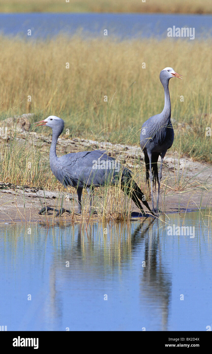 Afrikas Tier Tiere Menschenaffen Paradisea Anthropoides Paradisea Vogel Vögel Blue Crane jubeln jubeln Che Stockfoto