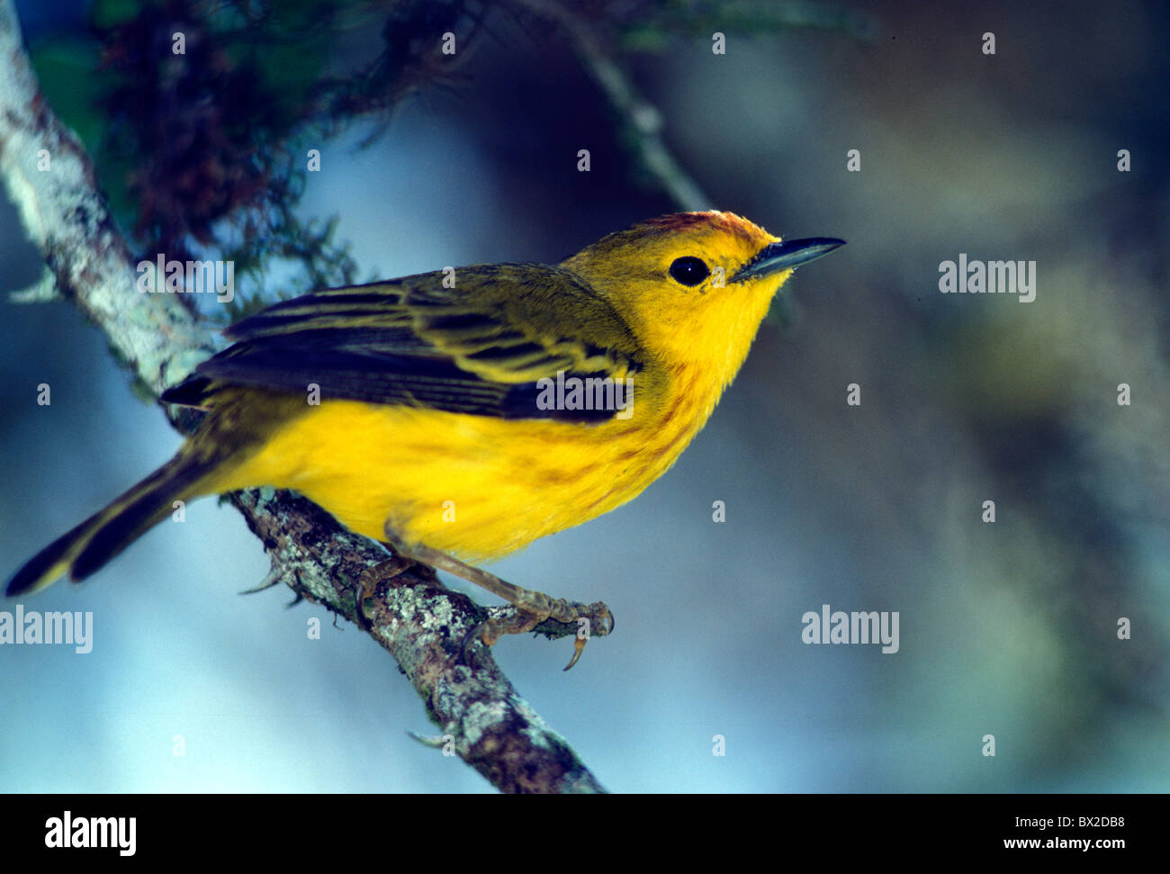 Tier Tiere Vogel Vögel Mönch Holz Sängerin Gast Warbler Wilsonia Pusilla gelb Stockfoto