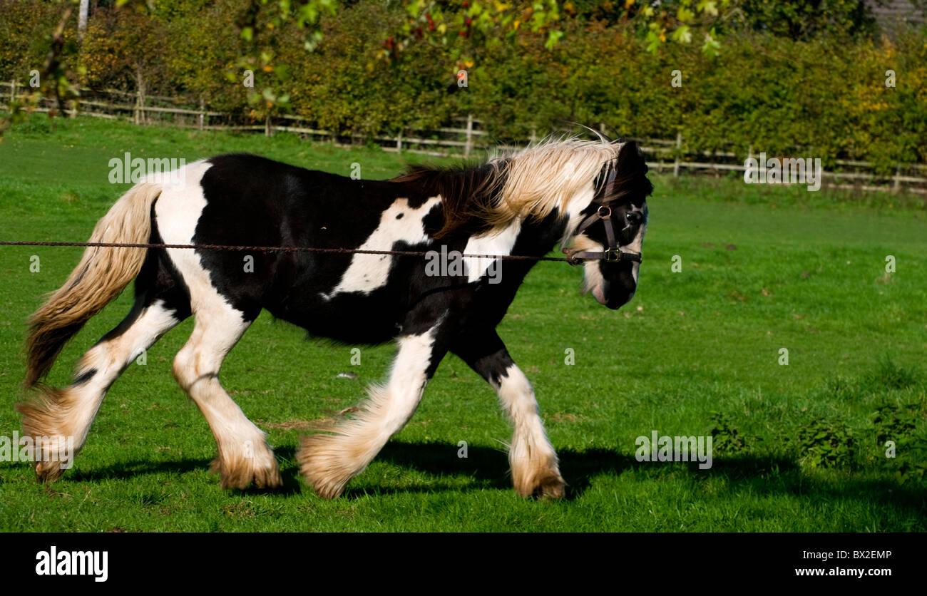 Braun und weiß Shire Horse Trab von links nach rechts der Landschaft geschossen auf Longe ausgeübt wird Stockfoto