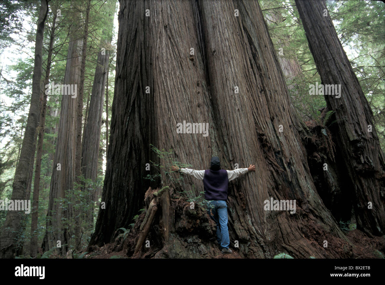 Amerika California Umfang Umfang vergleichen Vergleich Vergleich Vergleiche gigantischen Mann Park Relati Stockfoto