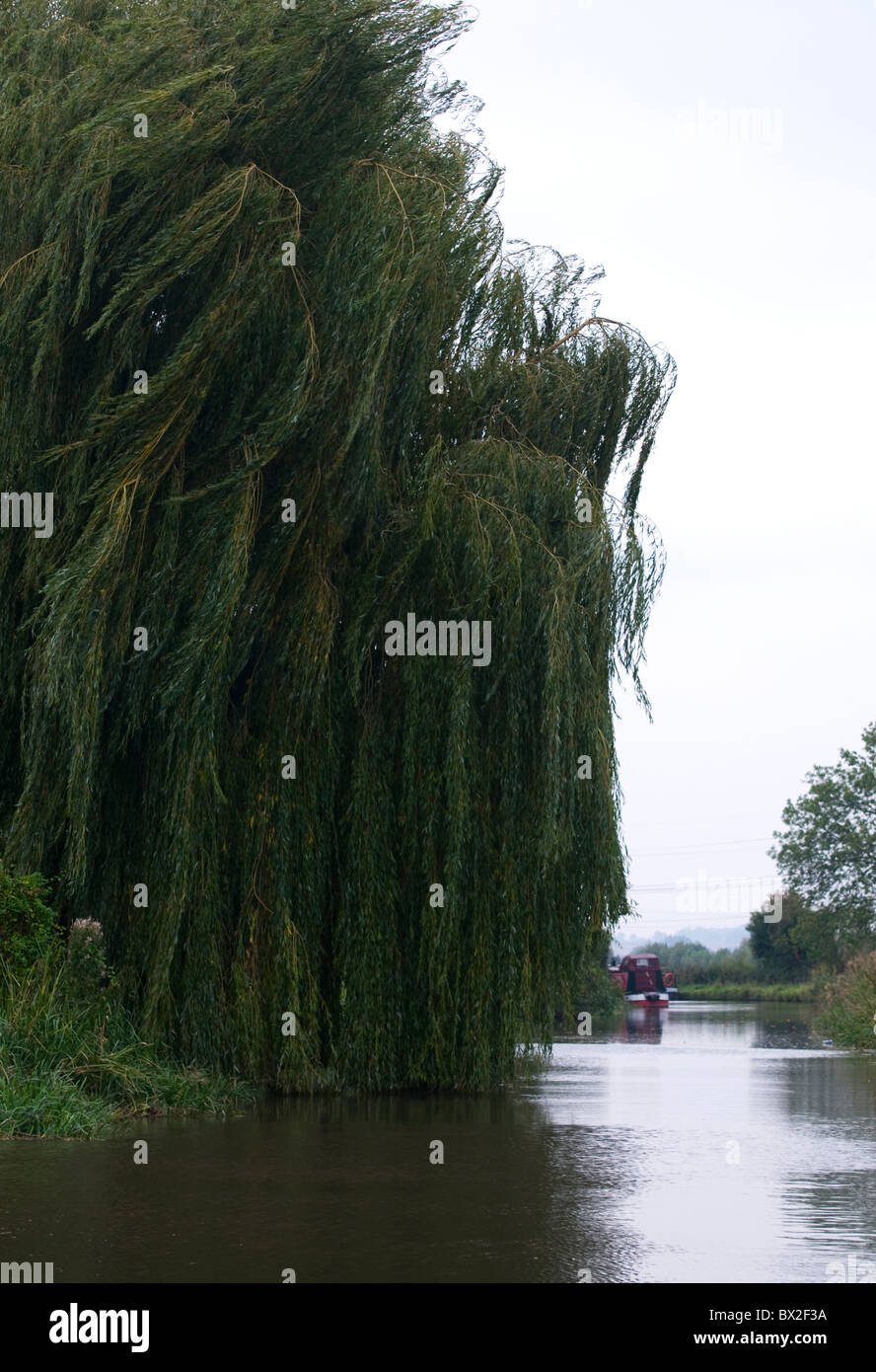 Porträtaufnahme der Trauerweide Baum im Wind am Rande der Wasserstraße/Kanal/Fluss Stockfoto