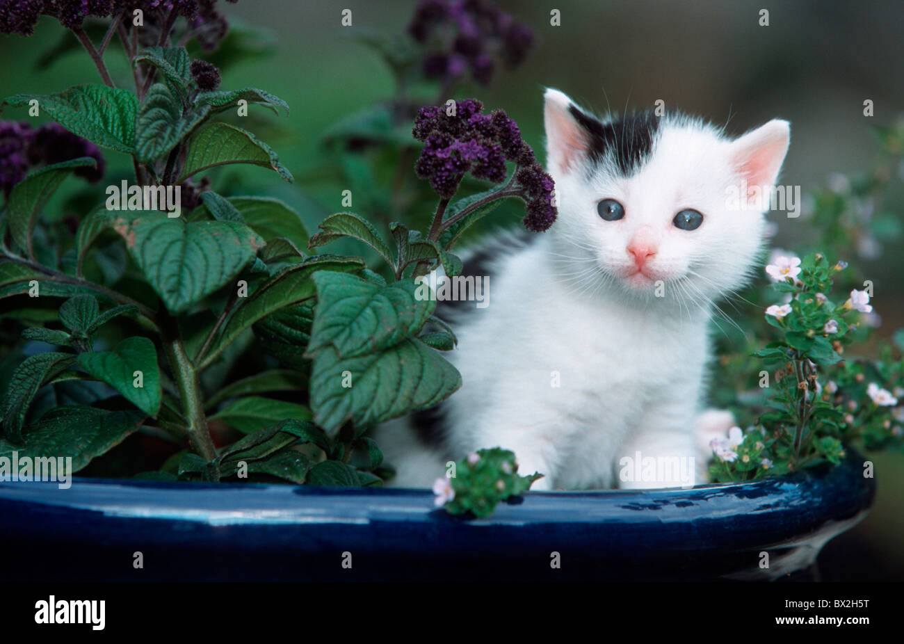 Kätzchen Katze weißen Tier Haustier im freien tagsüber Terrasse Blumentopf Gartenblumen Farbe süße Symbol charmant Stockfoto