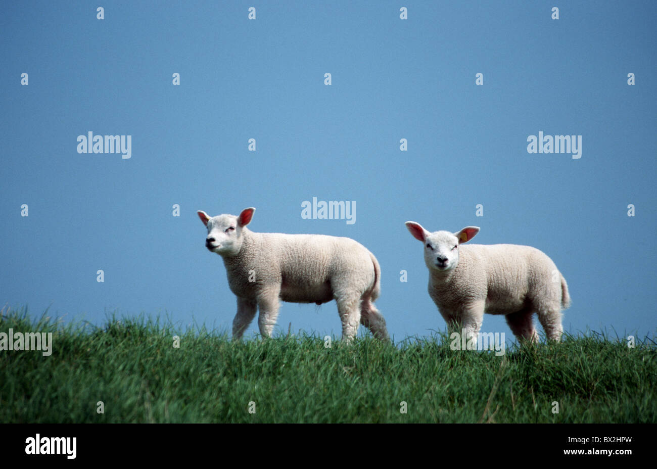 Lamm Lämmer Schafe junge Säugetiere Tierfarm Tier Wiese Rasen zwei blauen Himmel tagsüber Frühlingssonne Stockfoto
