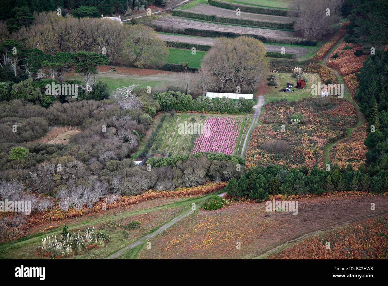 Luftbild, dass Rosa Nerinen wächst in einer Glühbirne Tresco Isles of Scilly Cornwall UK Herbst Winter November Feld Stockfoto