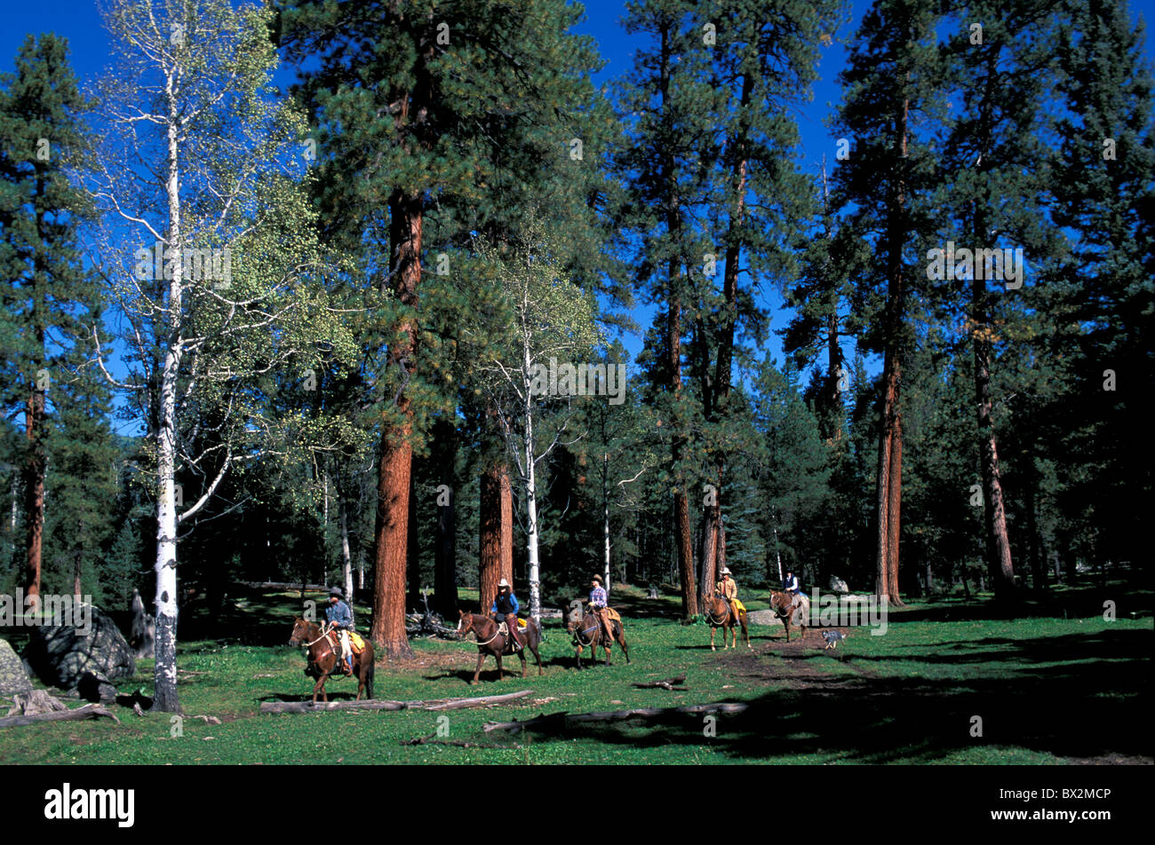 Reiten Wilderness Trails Ranch in der Nähe von Durango Colorado USA Nordamerika Reiter reiten Pferde Stockfoto