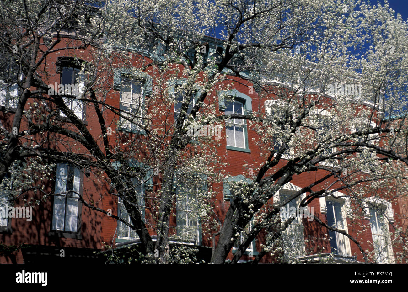 Frühling blühende Bäume Georgetown Washington D.C. USA Stockfoto