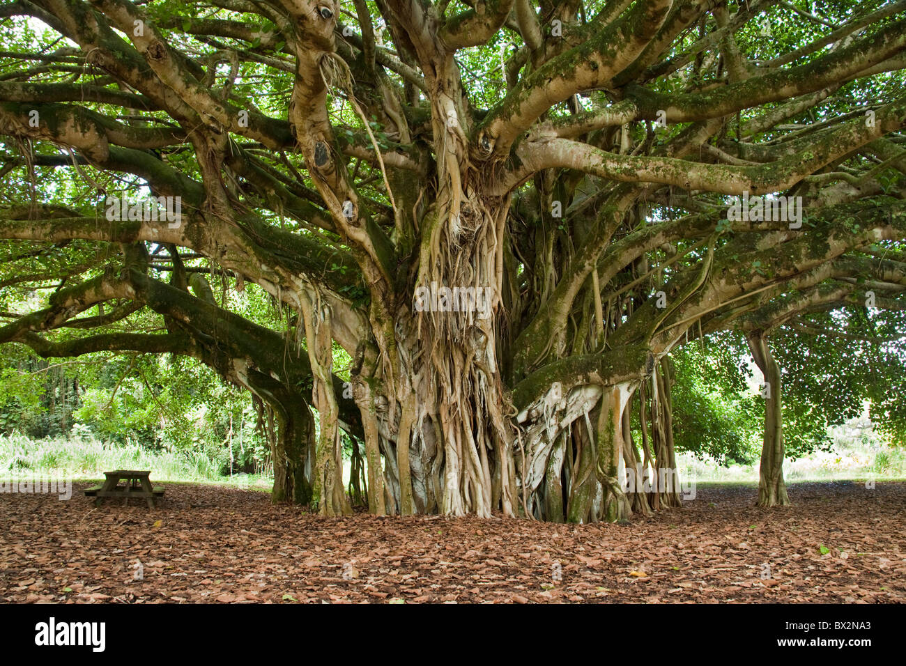 Banyan Tree, Prop Luftwurzeln, ältere Stockfoto