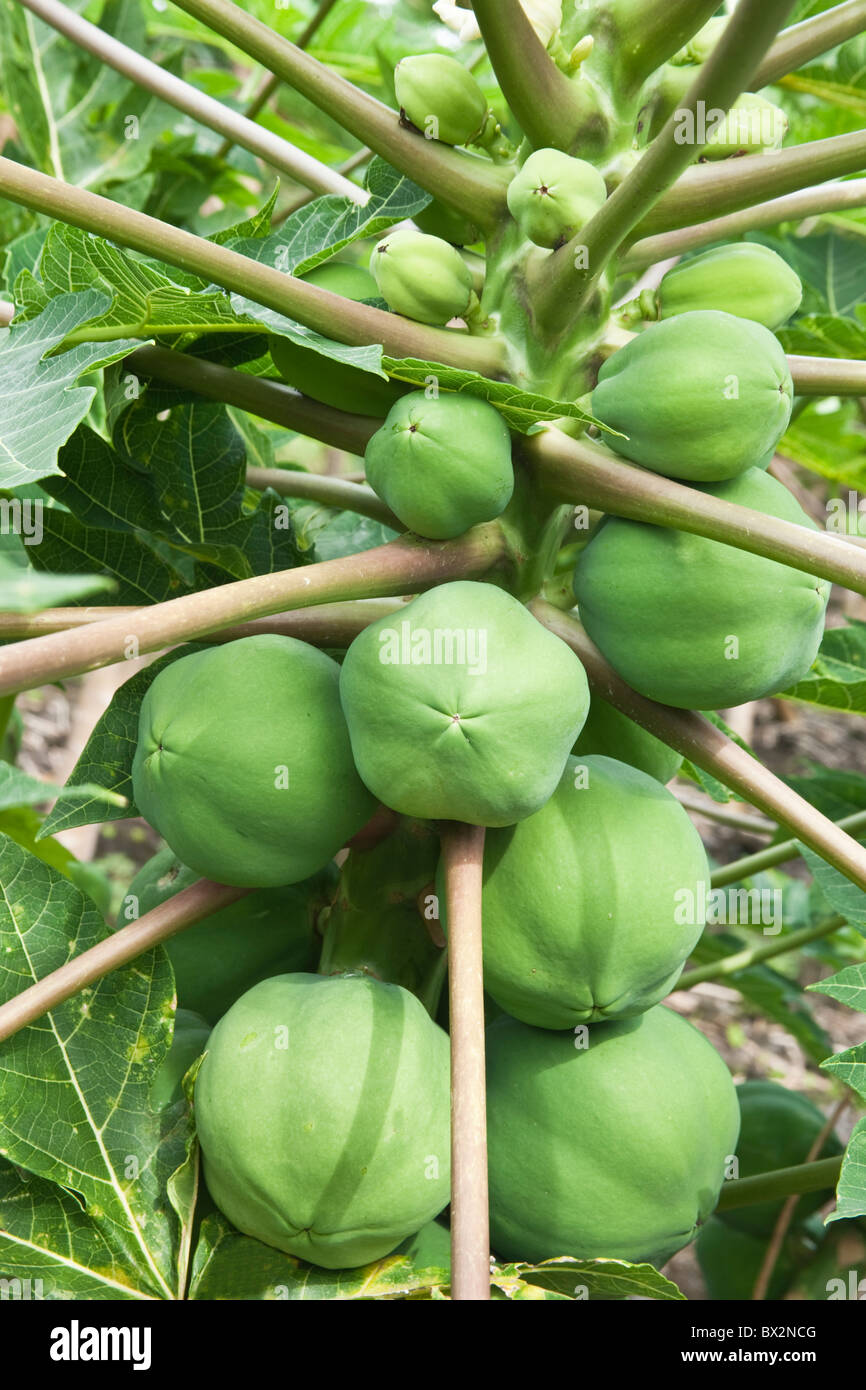 "Weibliche" Papayabaum Reifung, Stockfoto