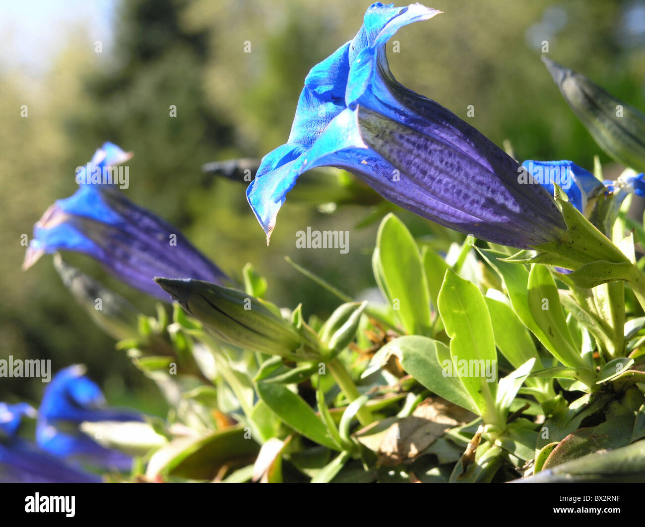 Alpen-Blüten blau Botanik Flora Blumen Enzian Gentiana Kochiana Berge stammlose Stockfoto