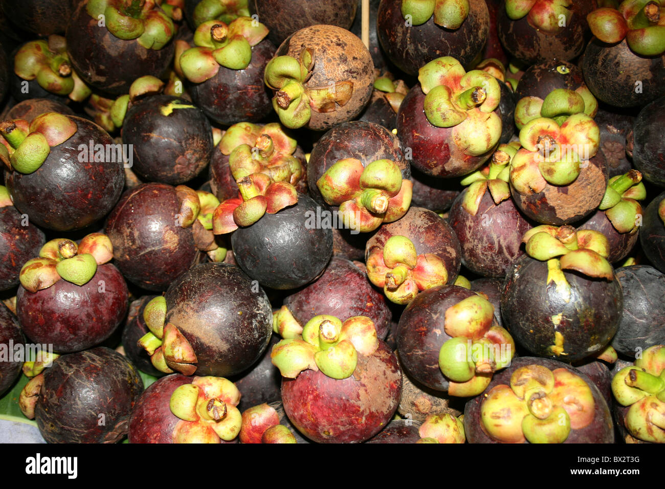 Mangostan-Frucht in Thailand. Stockfoto