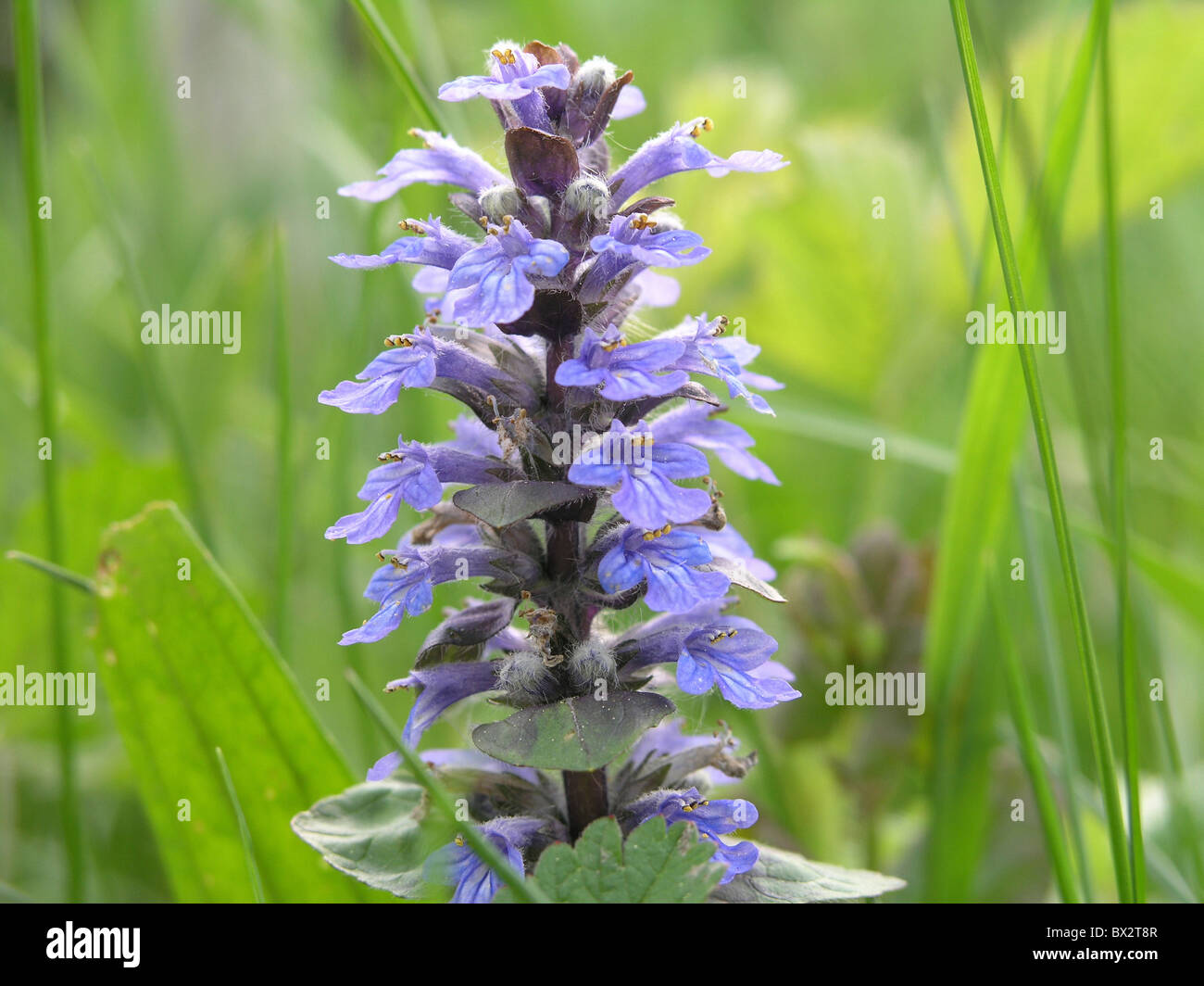 Sprache-Blüten Blau Blume häufige Signalhorn Wiese Natur Pflanze lila Stockfoto