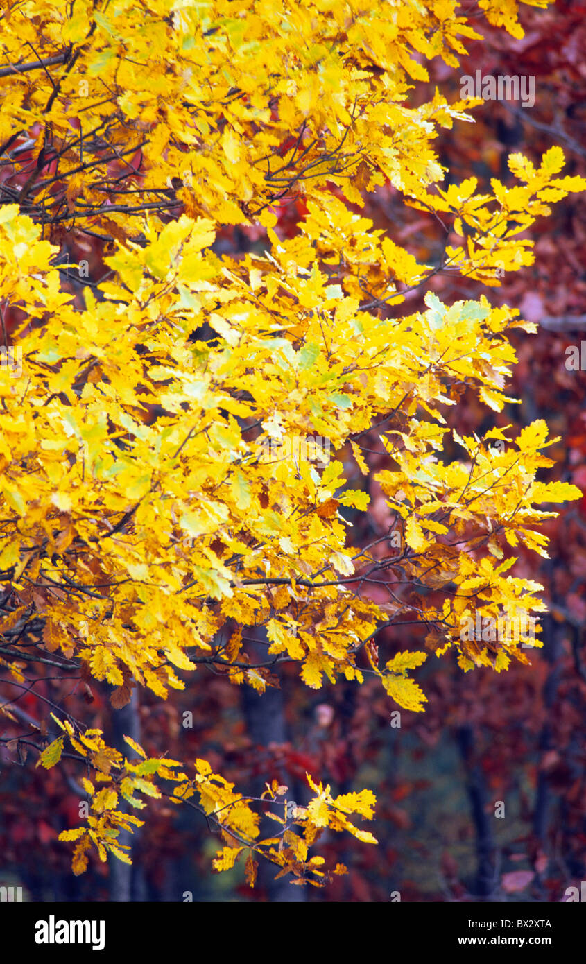 Herbst herbstliche Böhmen Botanik Änderungsfarbe farbig bunte Farben Farbe farbig bunte Farben Cze Stockfoto