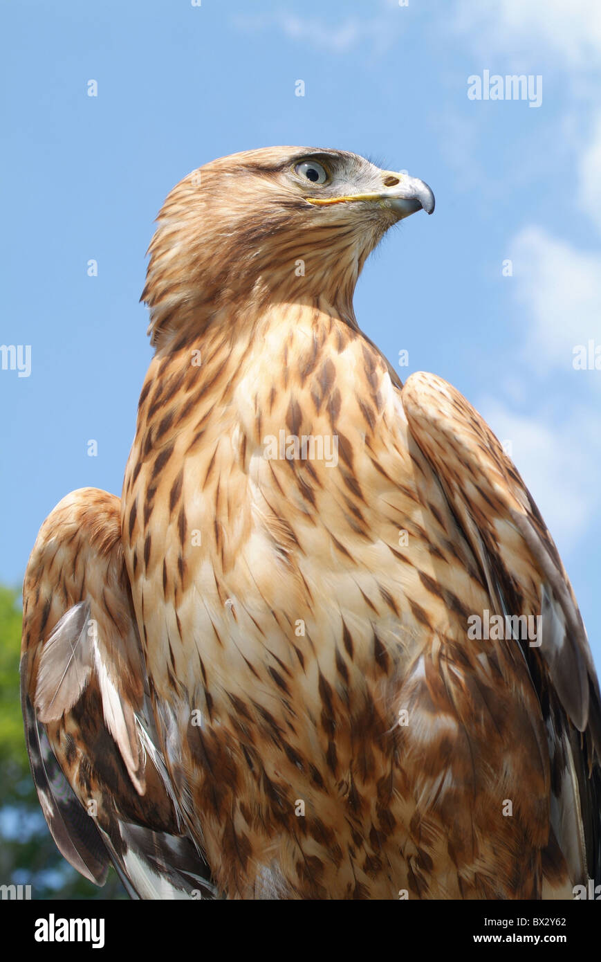 Vogel Beute Porträt greifen Vogel Vogel Vögel Tiere Tiere Stockfoto