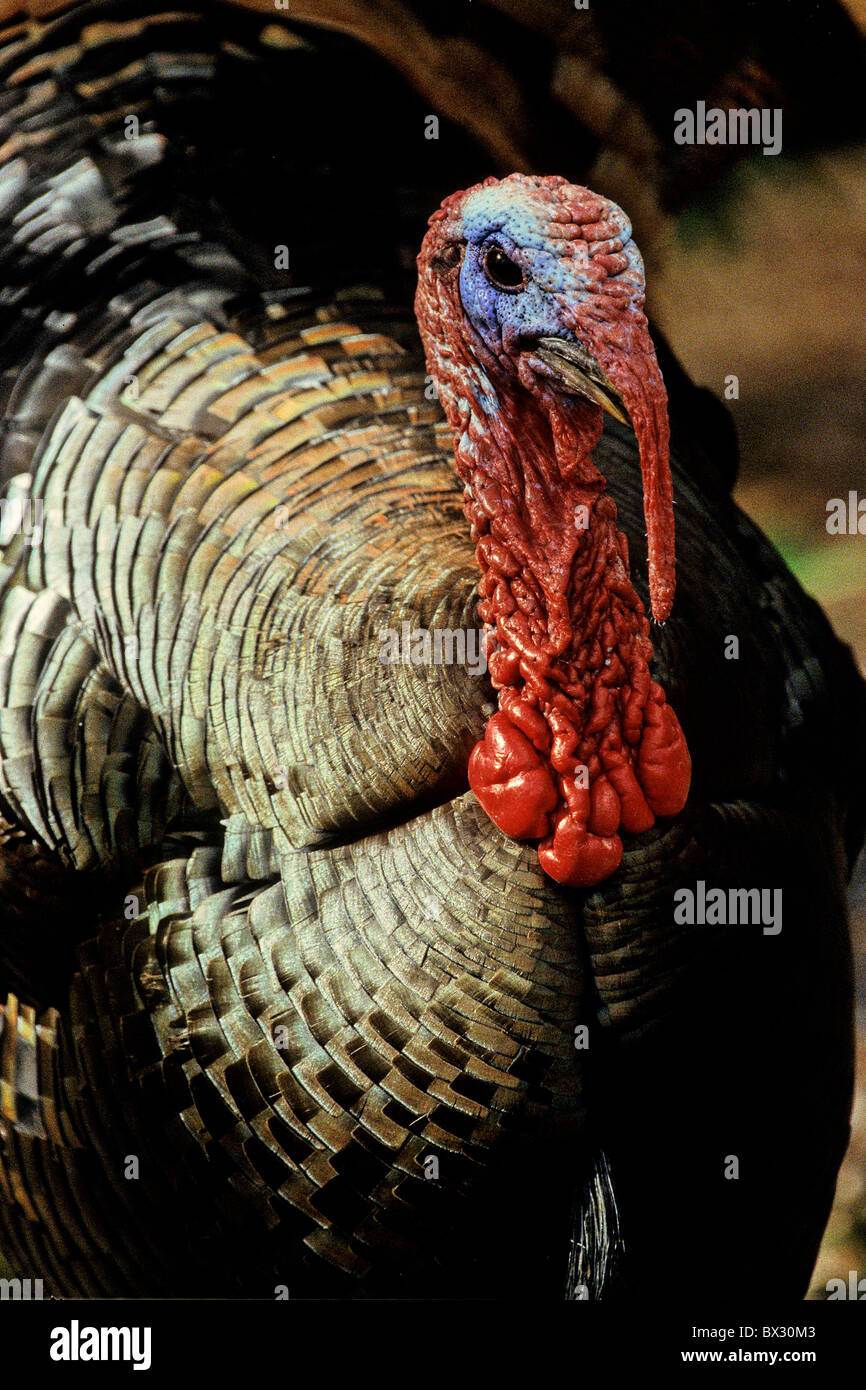 Truthahn Truthuhn Meleagris Gallopavo Wildform Vogel Vogel Tiere Tiere Stockfotografie Alamy