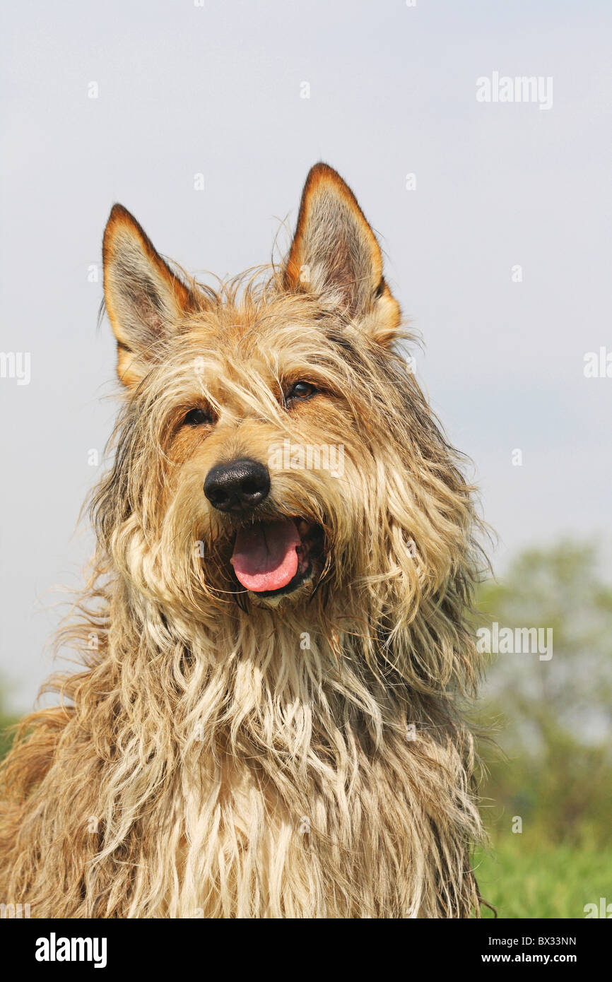 Berger Picard Hund - Porträt Stockfoto