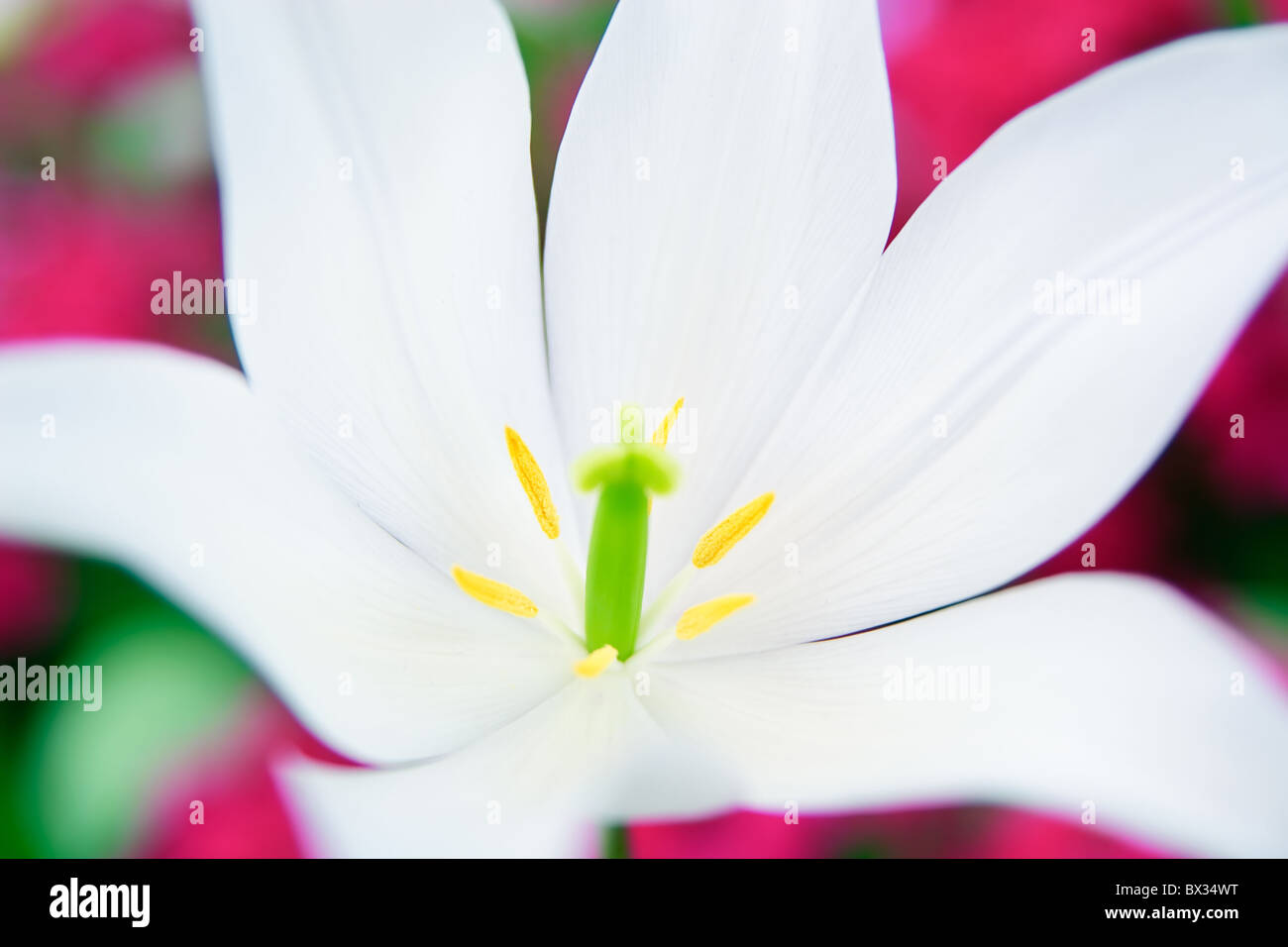 Extreme Nahaufnahme einer weißen Lilie mit rosa Hintergrund Stockfoto