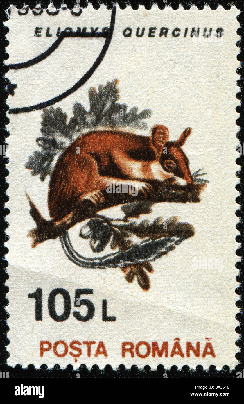 Rumänien - ca. 1953: Eine Briefmarke gedruckt in Rpmania zeigt Siebenschläfer - Eliomys Quercinus, ca. 1953 Stockfoto