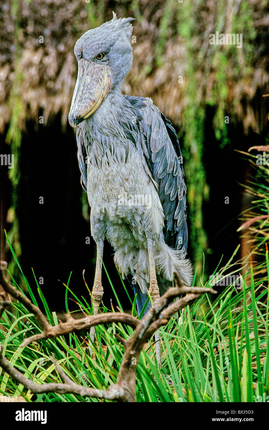 Schuh-Schnabel Balaeniceps Rex Vogel Vögel Tiere Tiere Stockfoto