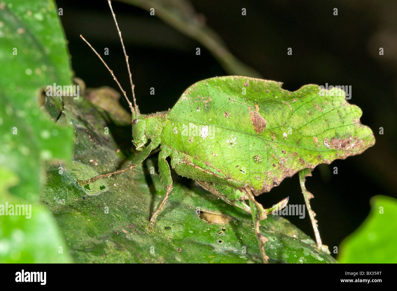 'Typophyllu SP.' Grashuepfer von Napo Fluss in Ecuador Stockfoto