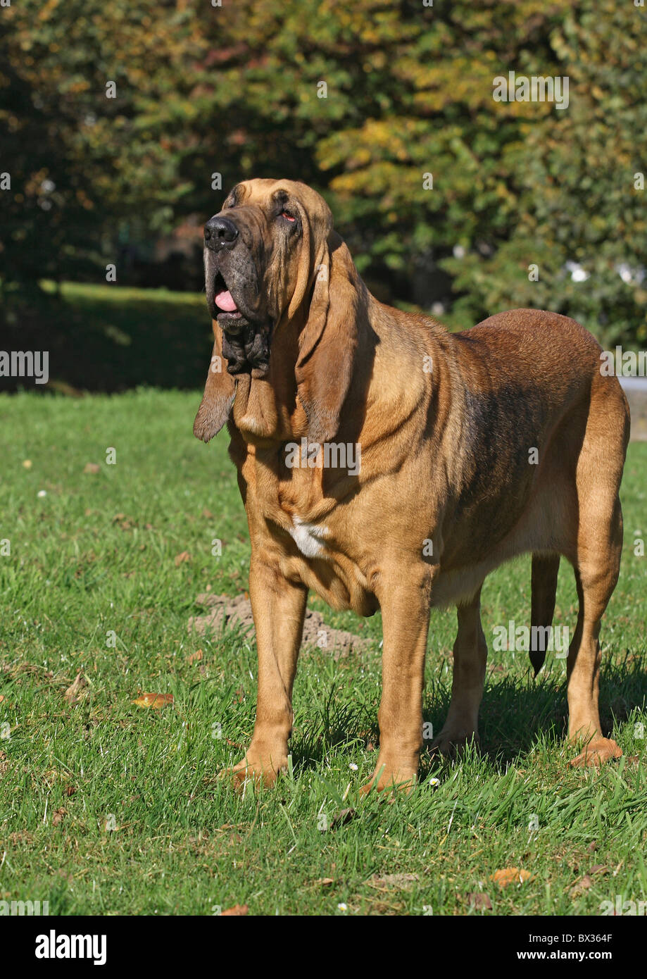 Bloodhound-Dog - Stand auf der Wiese Stockfoto