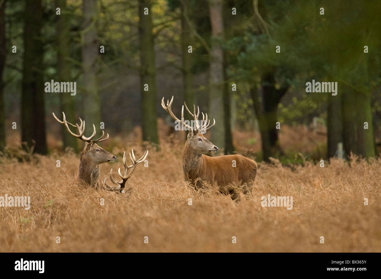 Rotwild-Hirsch im goldenen Bracken. Stockfoto