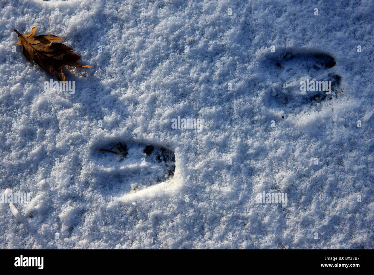 Hirsch-Spuren im Schnee Stockfoto