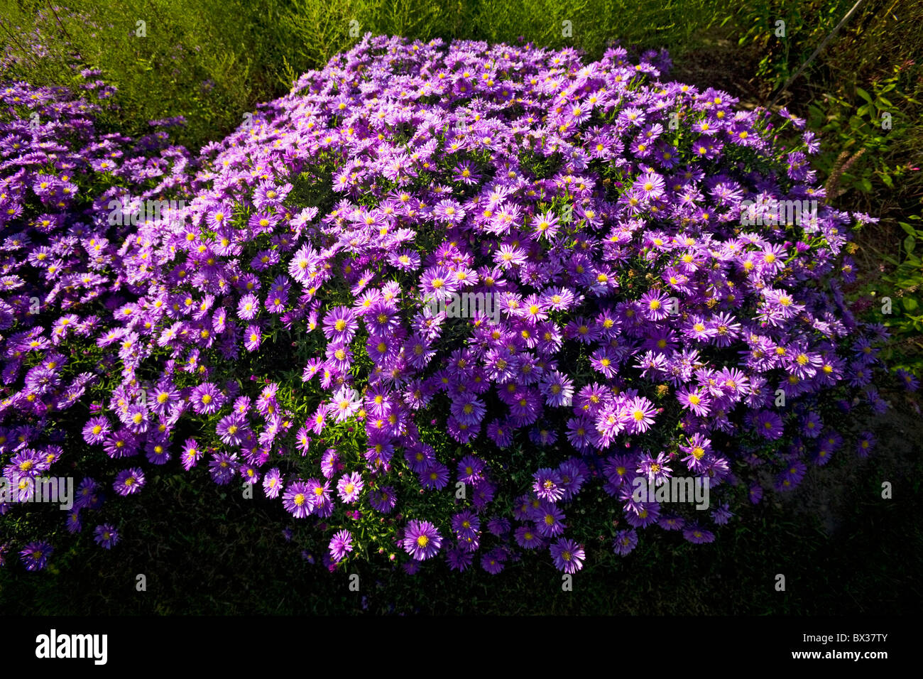 Ein Büschel von Neuengland-Aster (Aster Novae-Angliae) in einem Garten. Touffe d'Aster de Nouvelle-Angleterre Dans un Jardin. Stockfoto