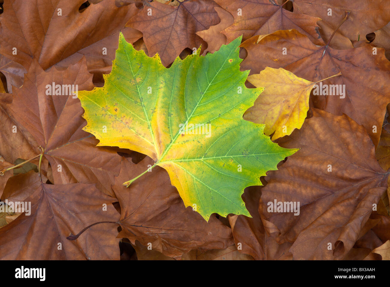 Herbstliche Ahorn-Blätter Stockfoto