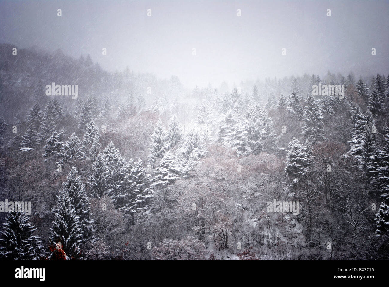 Schneewittchen im Zauberwald Stockfoto