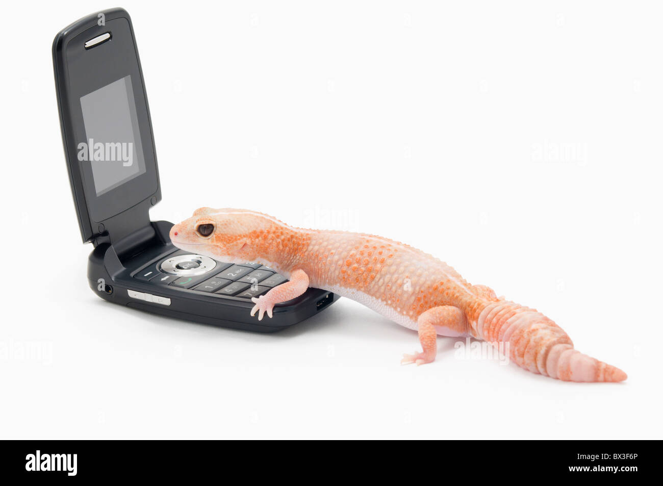 Albino afrikanischen Fett-Tailed Gecko (Hemitheconyx Caudicinctus) mit einem Handy Stockfoto