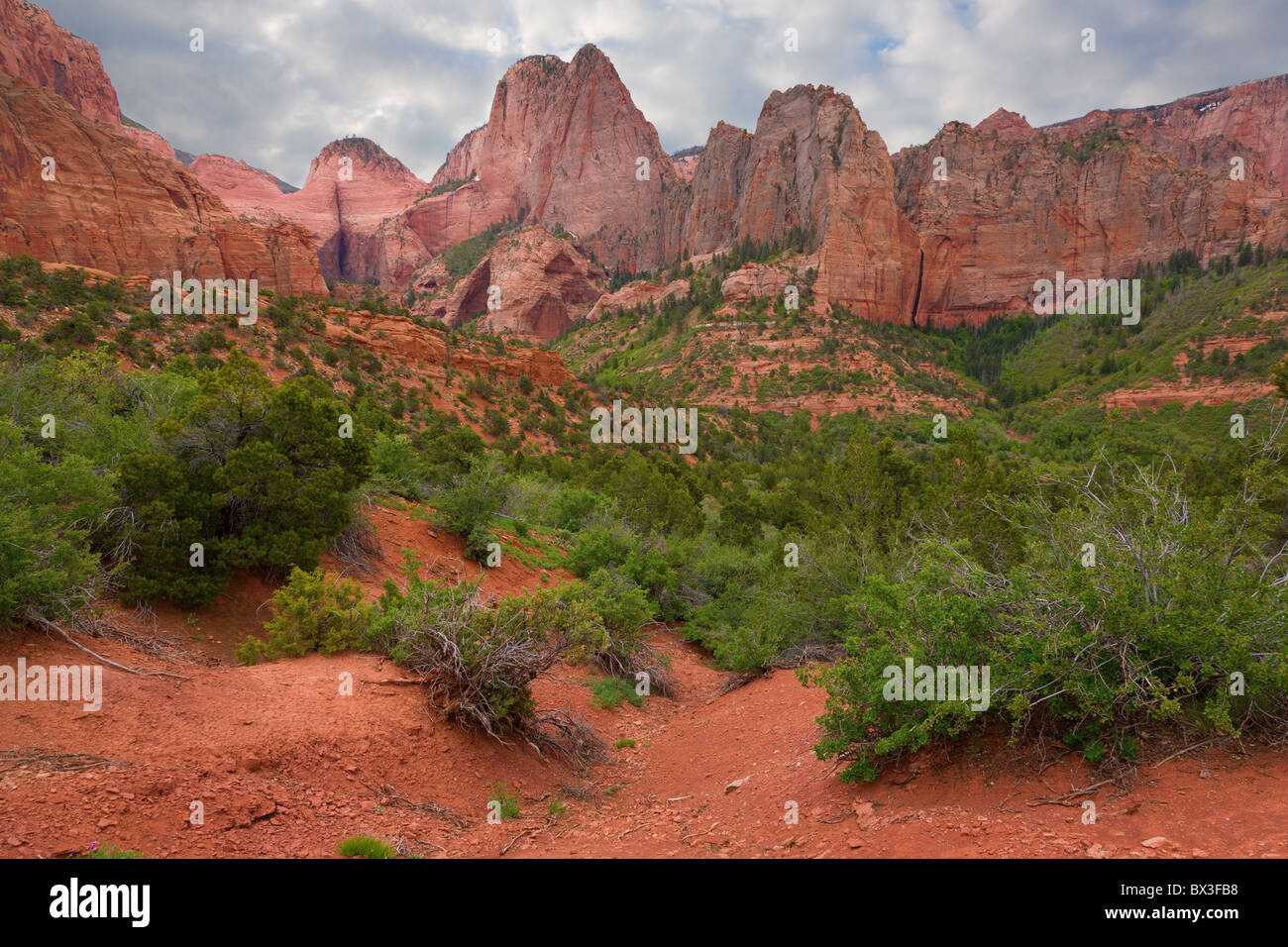 Rote Felsen im Zion National Park Stockfoto