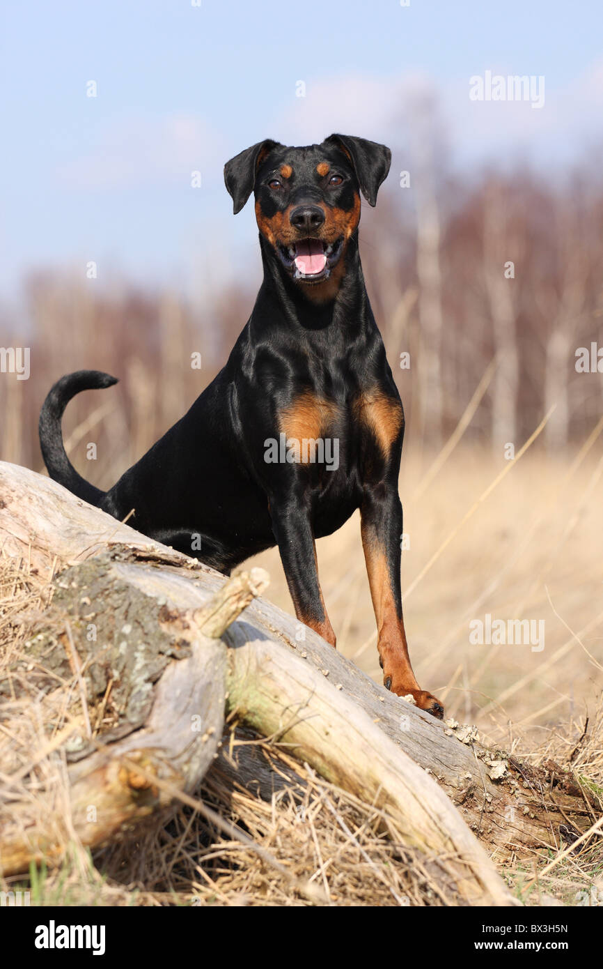 Deutsche Pinscher Stockfoto