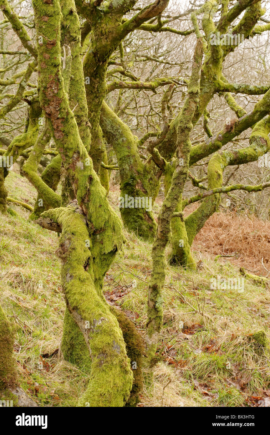 Moos bedeckte Bäume in Coed Dinorwic, Snowdonia Stockfoto