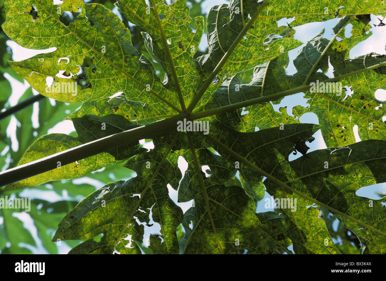 Papaya-Blattfleck (Asperisporium caricae) auf Papaya-Blatt mit Hintergrundbeleuchtung Stockfoto