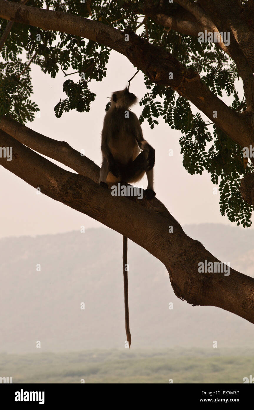 Languren Affe sitzt in einem Baum, Ramgarh Lodge, Rajasthan, Indien Stockfoto